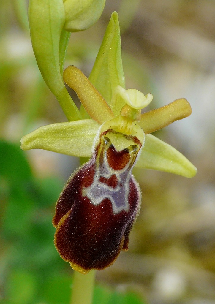 Orchidee in Sardegna, un fine settimana a 78 giri!